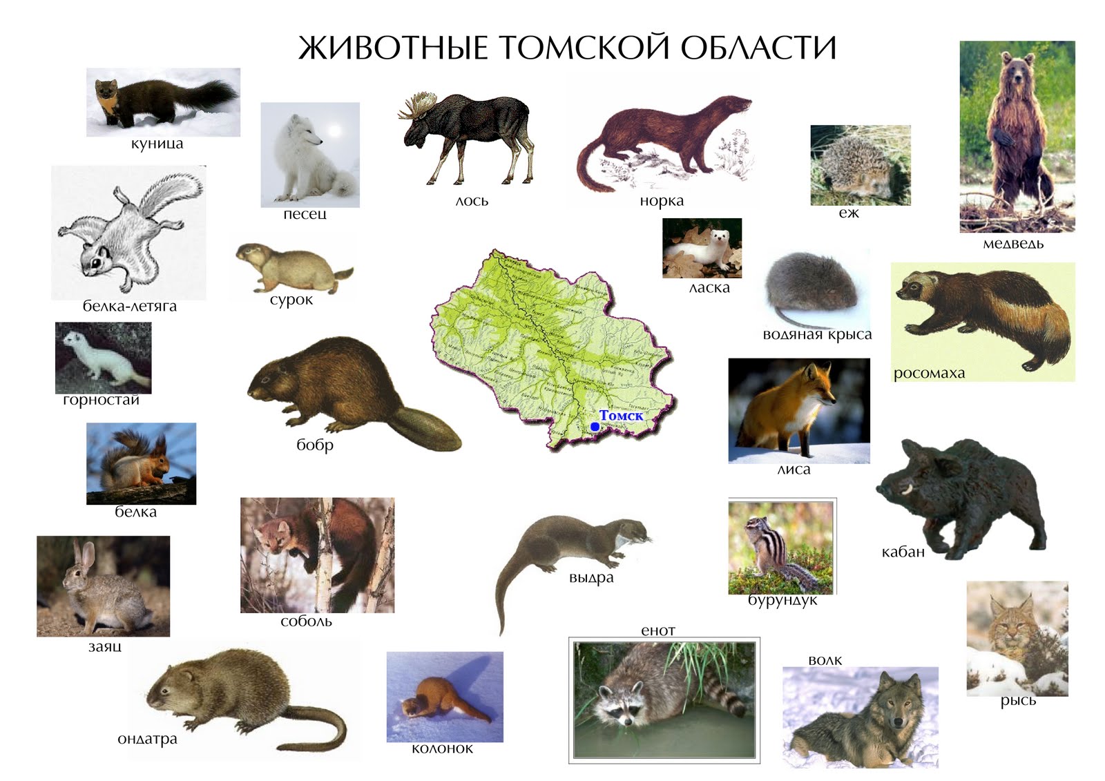 Животное из красной книги Томской области